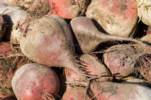 beets on field