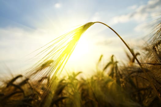 sunset on field at summer. ears of wheat sun against