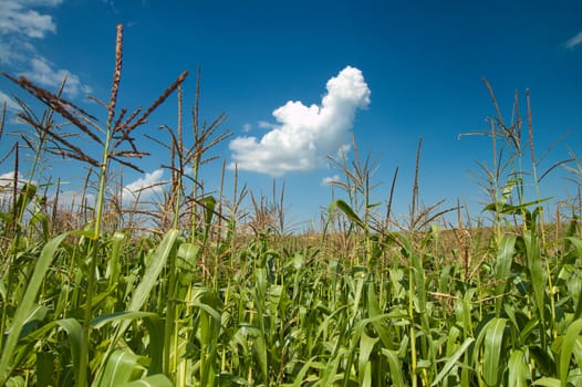 field with corn under blue sky and clouds