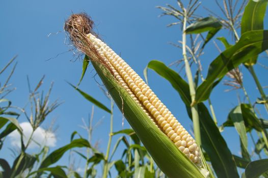 fresh raw corn on the cob with husk