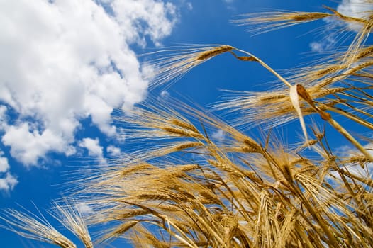 wheat of ear with blue sky
