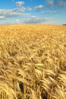 field of gold ears of wheat