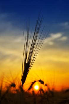 golden sunset over harvest field