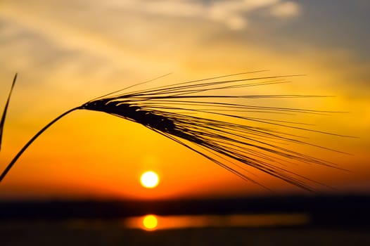 golden sunset with reflection in water and wheat