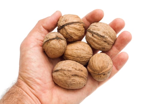 walnuts in hand