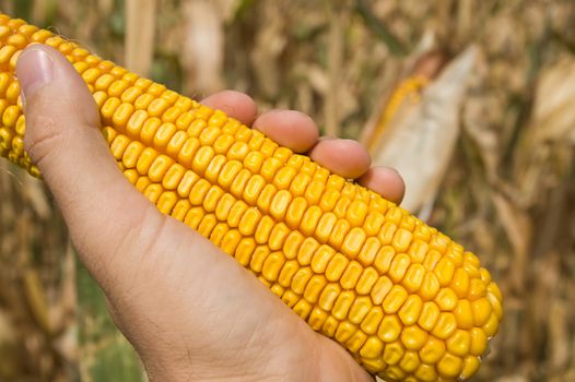 maize in hand