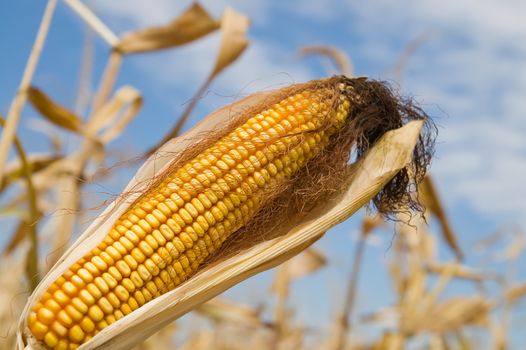 ripe maize with husk