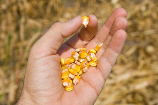 maize in hand