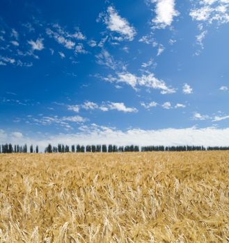 field of wheat under blue sky. soft focus on field