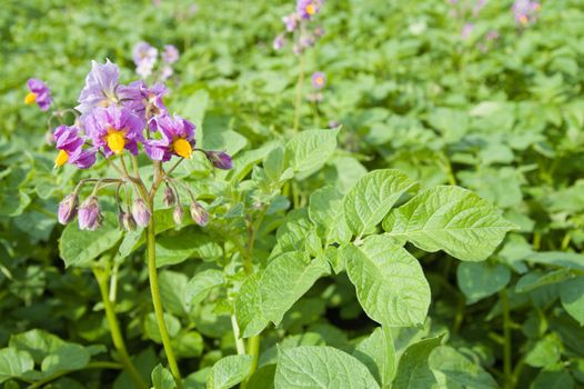 flower of potato in spring