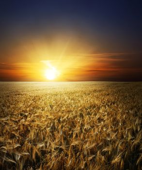 field with gold ears of wheat in sunset