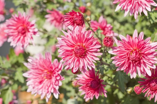 pink flowers. focus in center