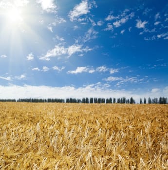 sun over field with wheat