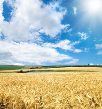 field of cereal wheat under sunny sky