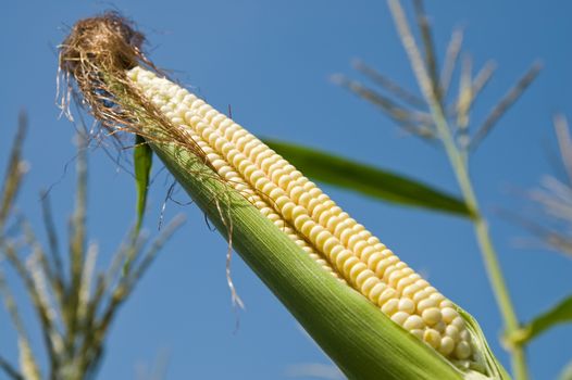 fresh raw corn on the cob with husk