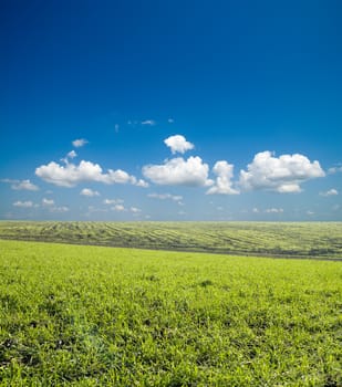 green field under deep blue sky with clouds