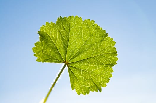 green leaf on sky background sun against