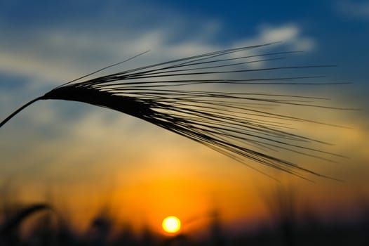 ears of ripe wheat on a background a sun in the evening