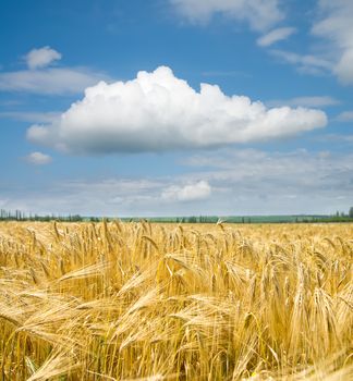 gold ears of wheat under sky