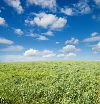 field of grass and cloudy sky