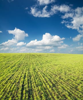 field of green grass and deep blue sky with clouds