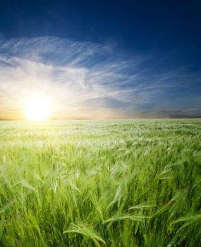 green wheat in field under sunrays