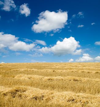 collected harvest on the field