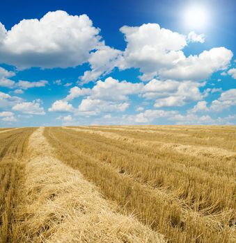 collected harvest on the field under sun