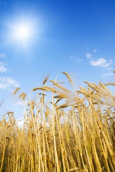 field with gold ears of wheat with sun