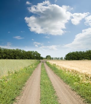 dirty road between green and gold fields