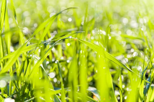 fresh grass with dew drops