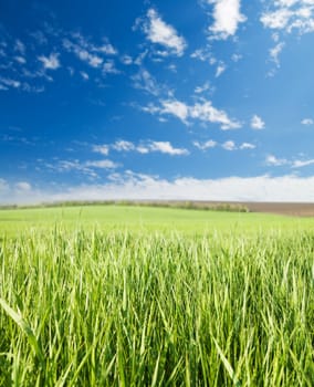 green grass and blue sky with clouds. soft focus on grass