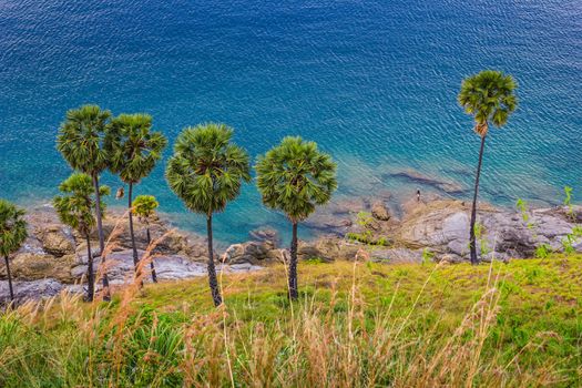 Palm trees on the beach on the island of Phuket in Thailand