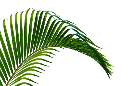 Palm leaves close up  isolated on white background