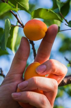 The long ripe apricot has hung all over the branch, is also an abundant harvest season