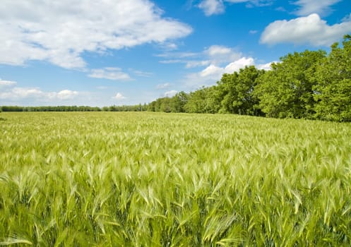 field of green wheat near wood
