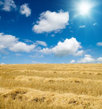 collected harvest in windrows on the field under sunny sky