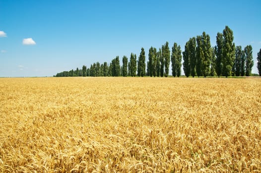 field of wheat with trees under cloudy sky