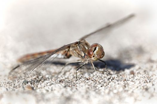 Close up of a Dragonfly sitting on the ground