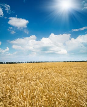 field of wheat under sun