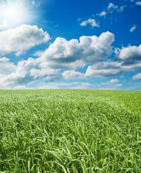 field with green grass under deep blue sky with sun