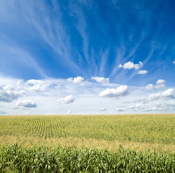 green maize field under blue sky and clouds