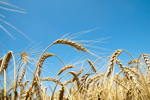 gold wheat on blue sky background