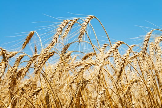 golden wheat on blue sky background