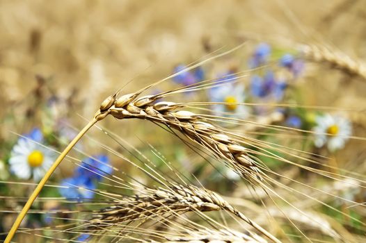 field of wheat with flowers. soft focus