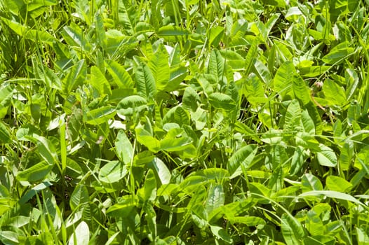 green grass as background