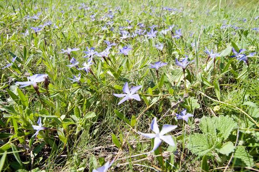 flowers in nature