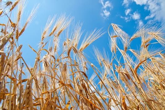 field of wheat under sky