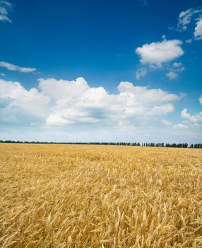 field of wheat under blue sky