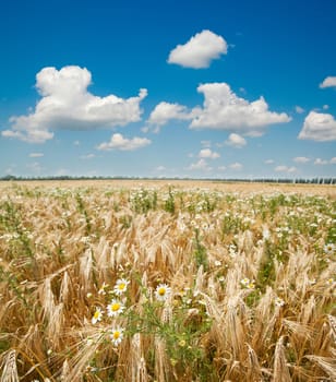 field with gold ears of wheat with sun and flowers